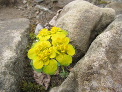 Chrysosplenium serreanum