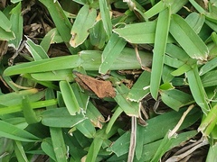 Dasyleurotettix infaustus