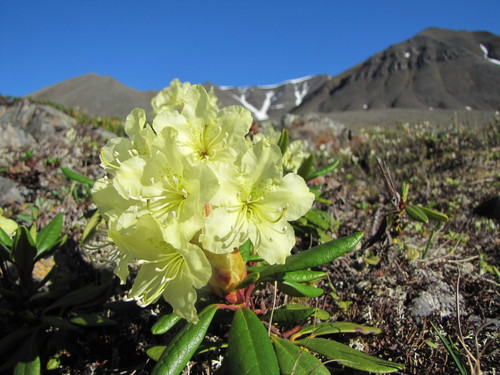 yellow-flowered rosebay
