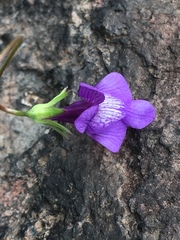 Neogaerrhinum strictum