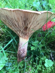 Paxillus involutus
