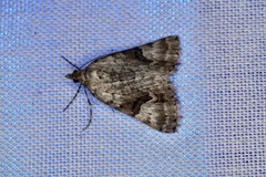 Dichromodes anelictis