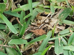 Dasyleurotettix infaustus