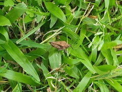 Dasyleurotettix infaustus