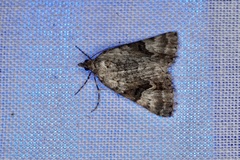 Dichromodes anelictis