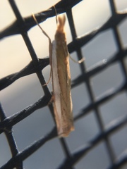 Crambus sperryellus