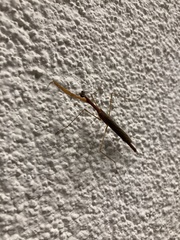 Bistanta mexicana