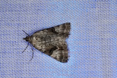 Dichromodes anelictis