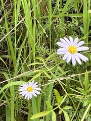 Brachyscome multifida multifida