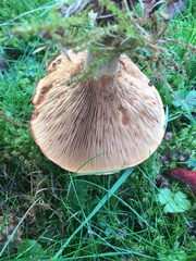 Paxillus involutus