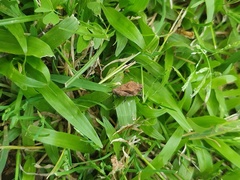 Dasyleurotettix infaustus