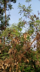 Leucaena leucocephala