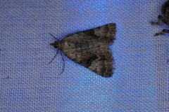 Dichromodes anelictis