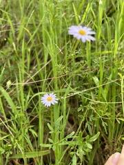 Brachyscome multifida multifida