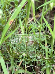 Brachyscome multifida multifida