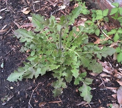 Youngia thunbergiana