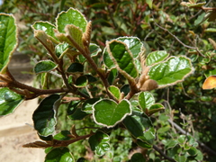 Pomaderris paniculosa paralia