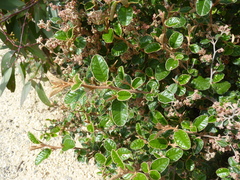 Pomaderris paniculosa paralia