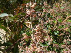 Pomaderris paniculosa paralia