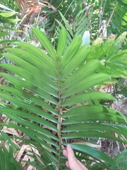 Calamus australis