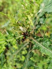 Chrysolina vigintimaculata