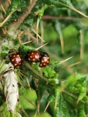 Chrysolina vigintimaculata