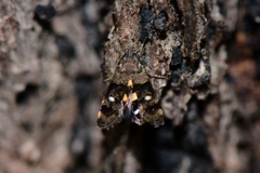 Petalanthes hexastera