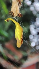 Arachnura melanura