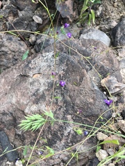 Neogaerrhinum strictum