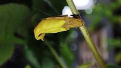 Arachnura melanura