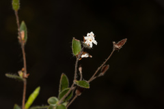 Leucopogon concurvus