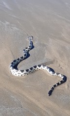 Hydrophis macdowelli