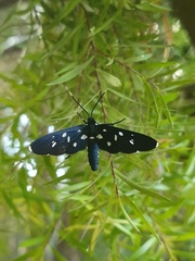 Amata longipes