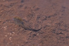 Poyntonia paludicola