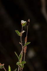 Leucopogon concurvus