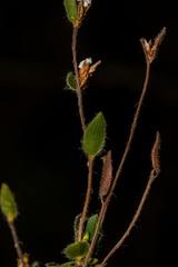 Leucopogon concurvus