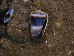 Conus muriculatus