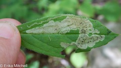 Liriomyza limopsis