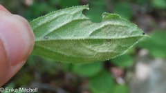 Liriomyza limopsis