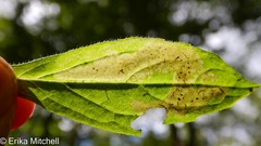 Liriomyza limopsis