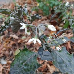 Solanum nigrum