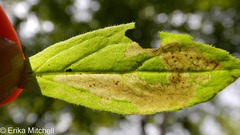 Liriomyza limopsis