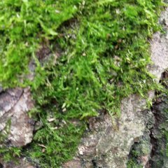 Brachythecium rutabulum