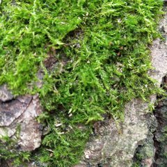 Brachythecium rutabulum