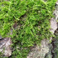 Brachythecium rutabulum