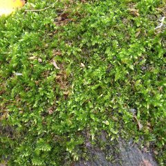 Brachythecium rutabulum