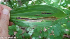 Synchysa tricincta
