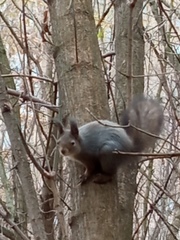 Sciurus vulgaris