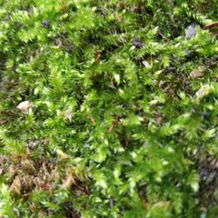 Brachythecium rutabulum