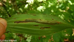 Synchysa tricincta